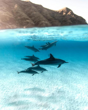 Dolphin Travel And Tourism